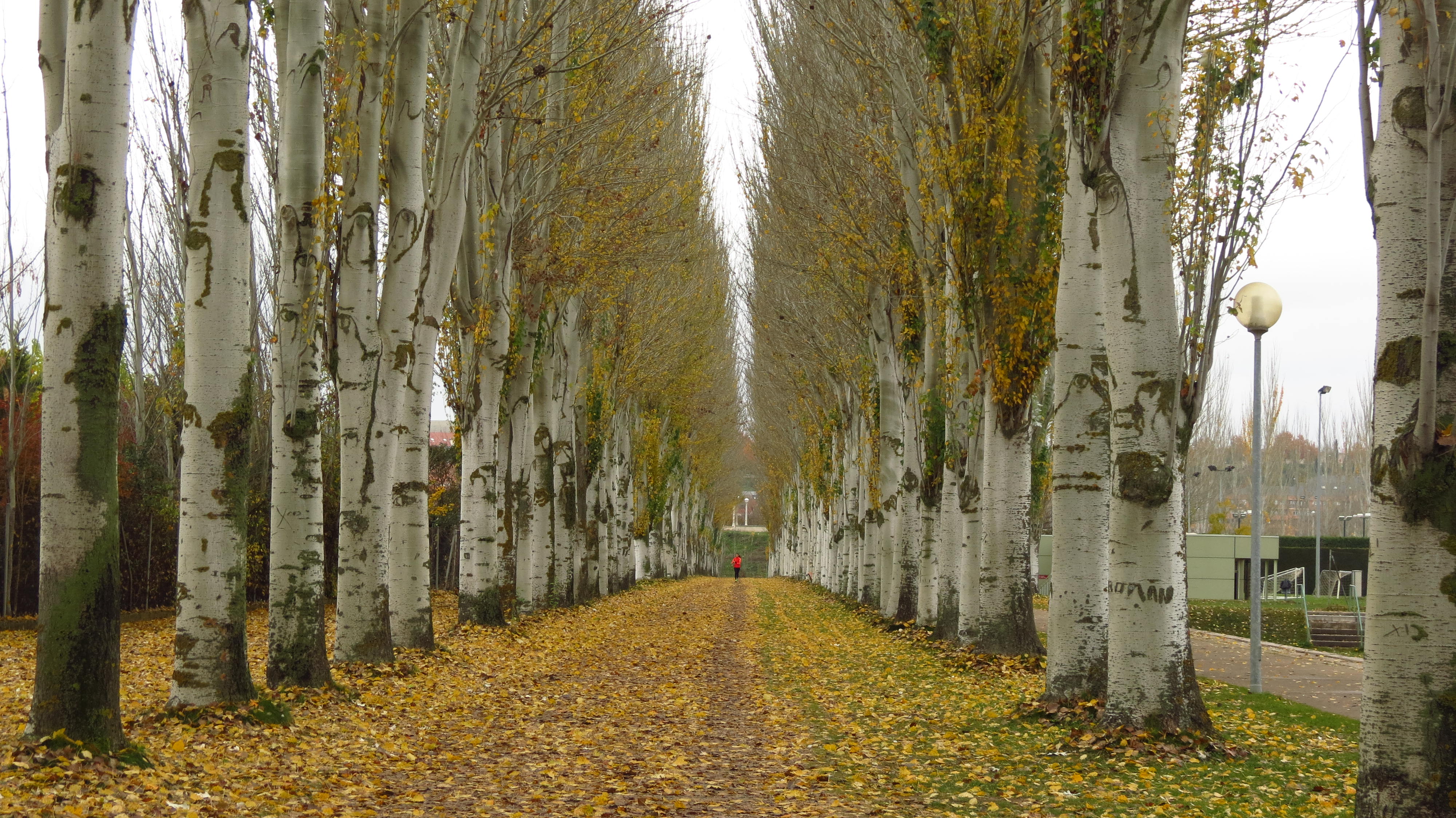 Perspectiva 1